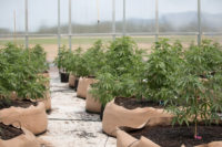 hemp inside greenhouse